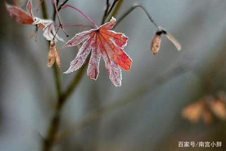 落叶叫声怎么形容