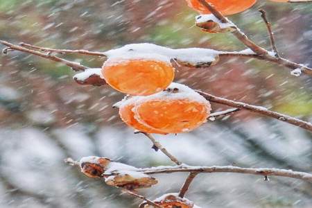 雪挂柿子上的诗句